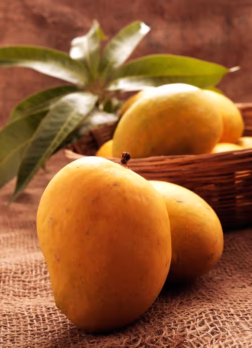 mango11