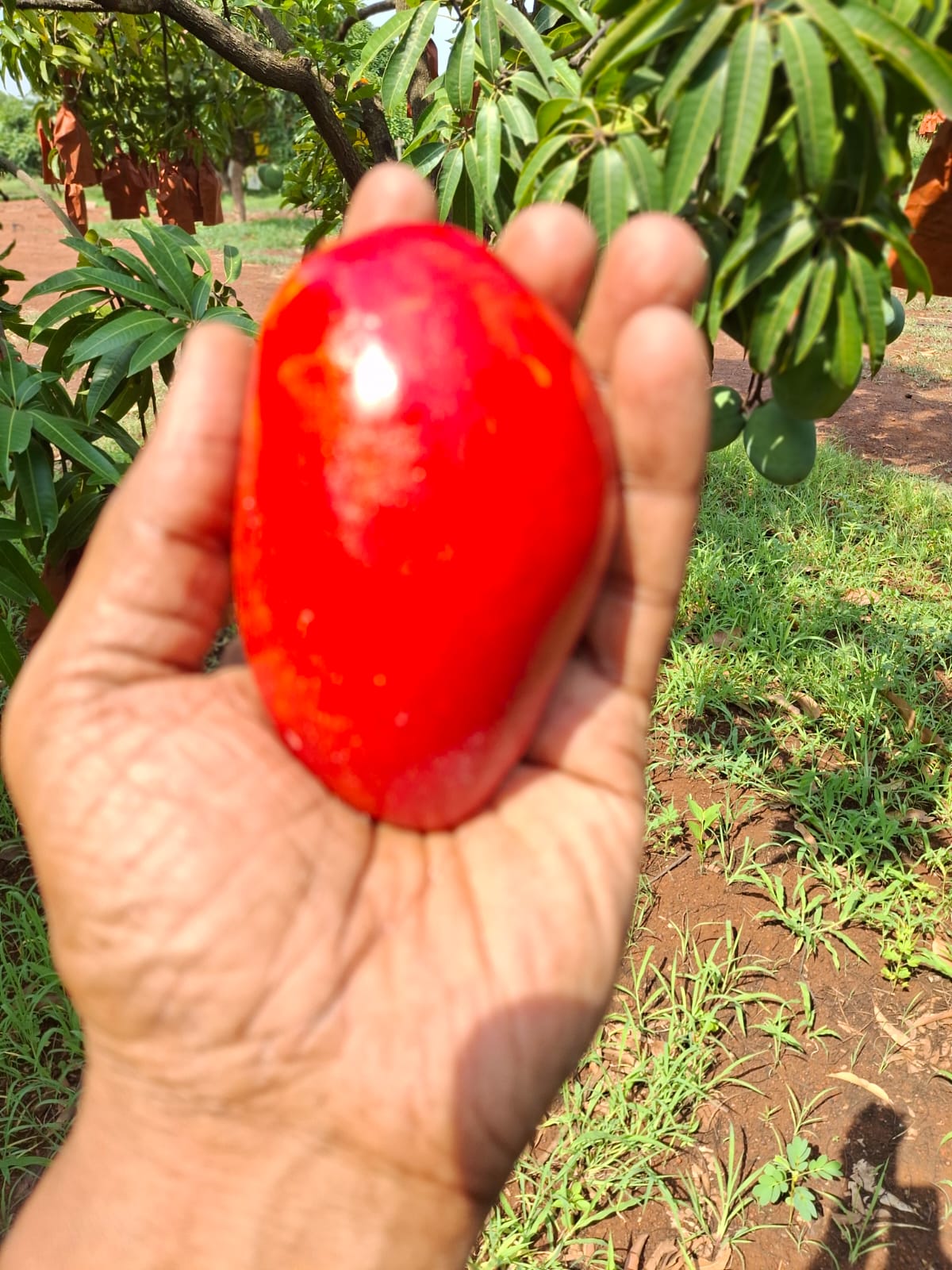mango